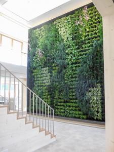 Een stijlvolle Greenwall aangelegd door Gevelplanten.com