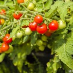 tomaten ideaal voor verticale tuin