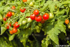 tomaten ideaal voor verticale tuin